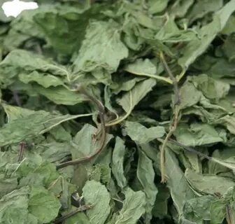 تصویر 4 از خرید نعنا خشک عمده